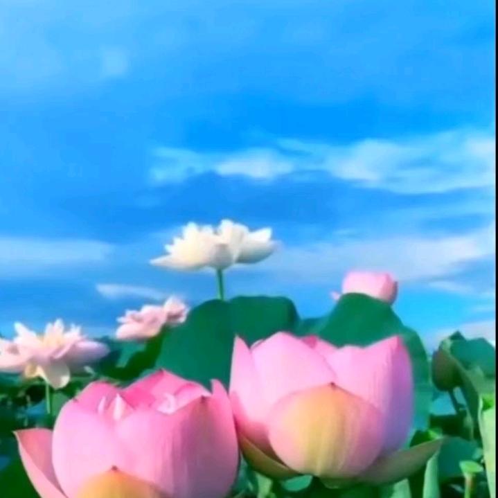 归一