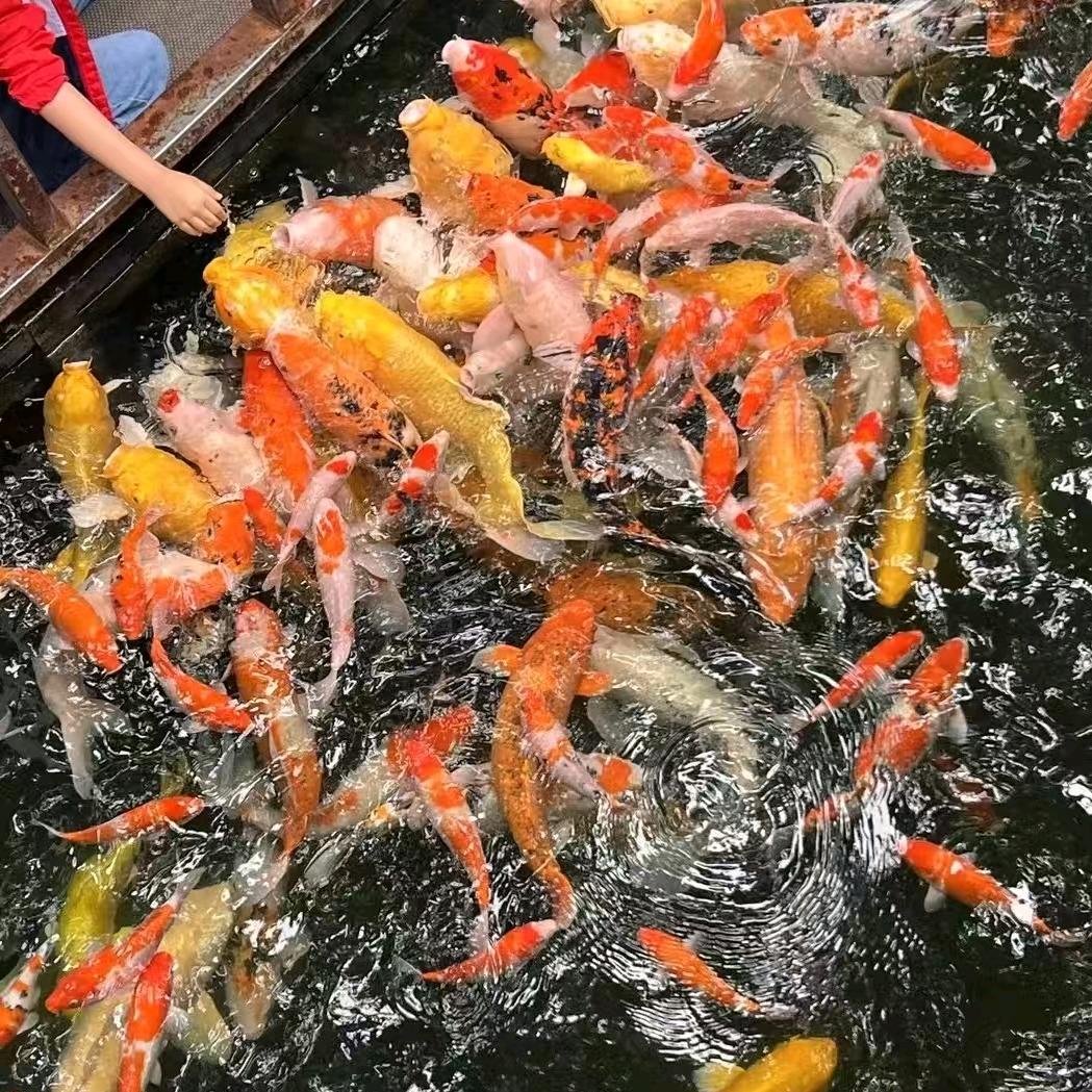 一池锦鲤家