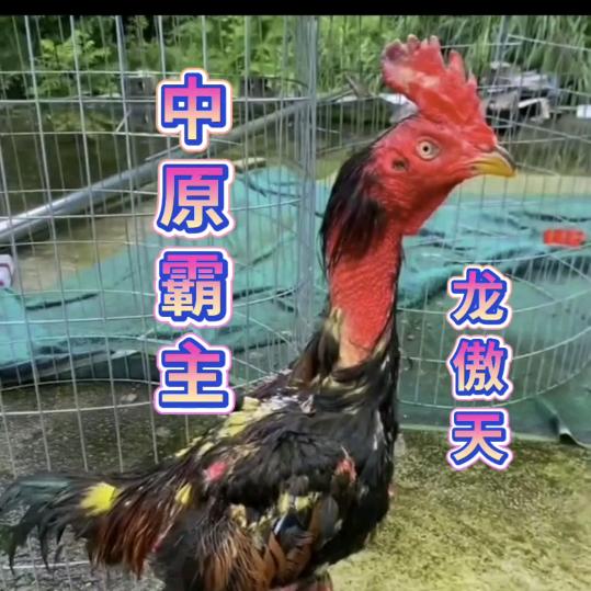 斗鸡爱好者～秀贵哥