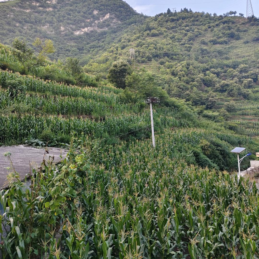 单身寻缘