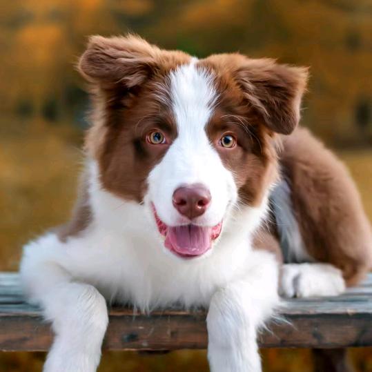 曼巴边牧犬舍贰号