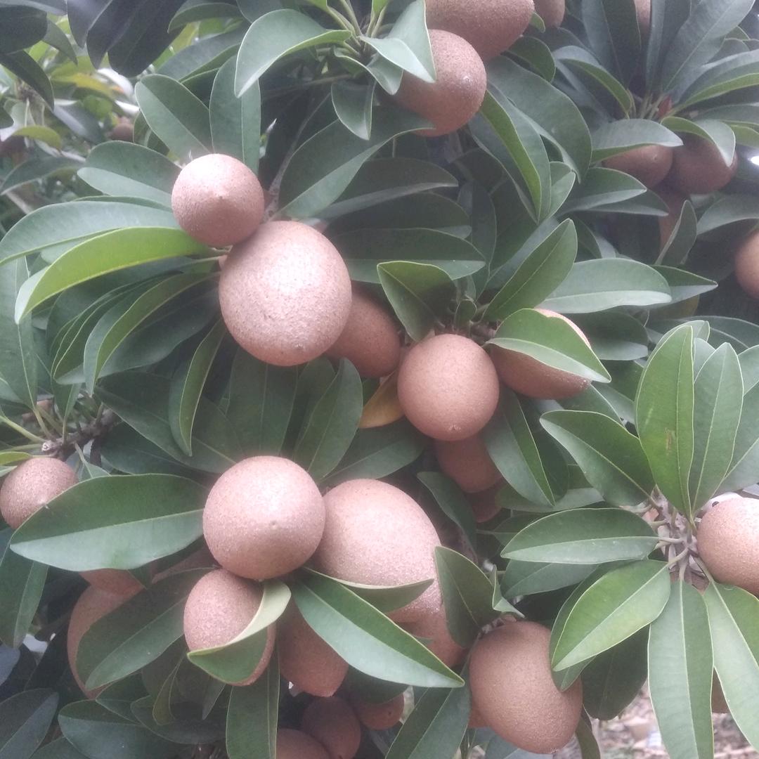 爱好广泛花果虫鱼