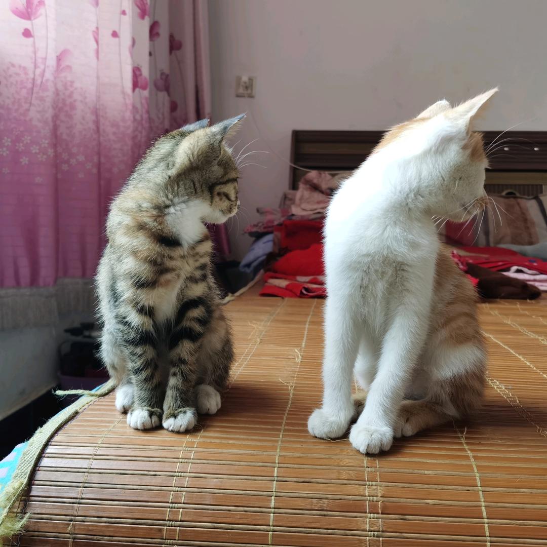 🌲🌲好运连连🌲🌲