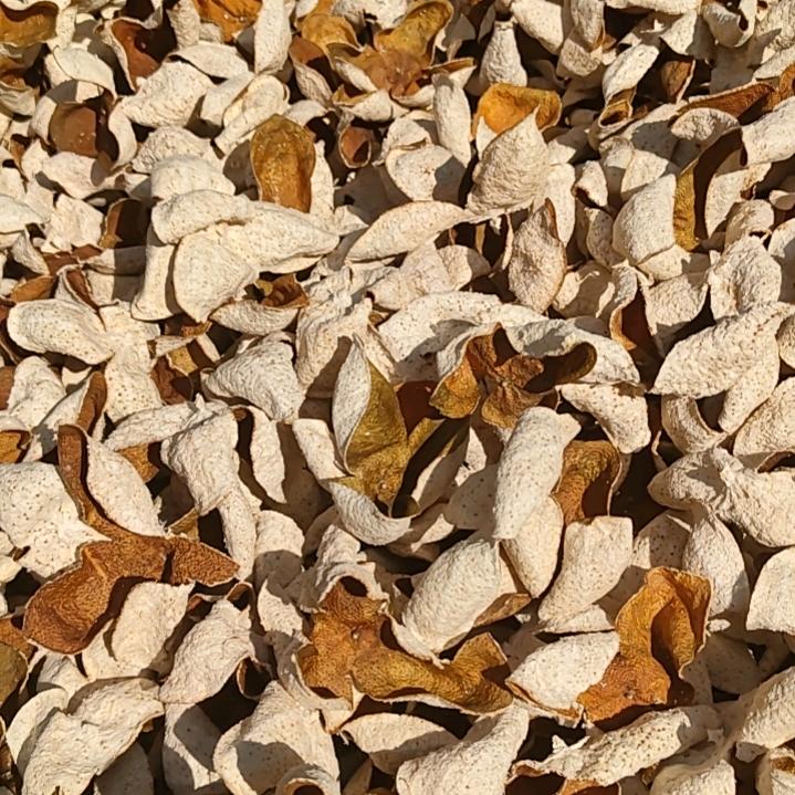 果农新会陈皮🍊