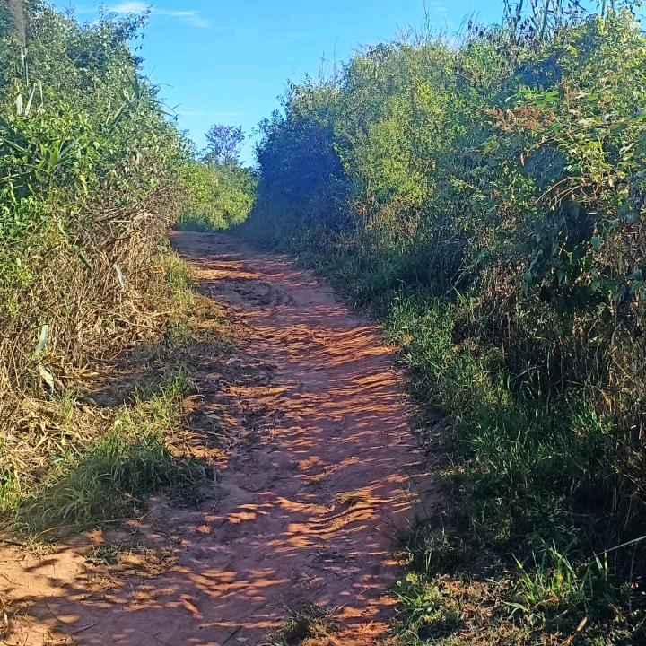 秋乡老竹(崧岳)