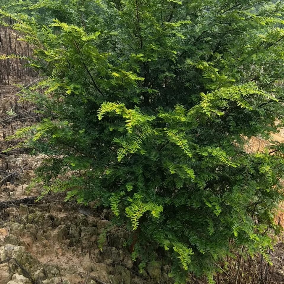 飞剑
