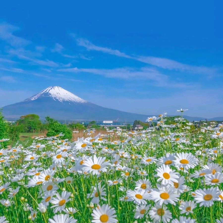 诠释淡然