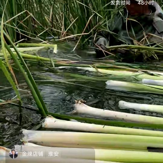 选伦淮味