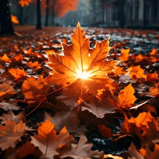 落叶🍂
