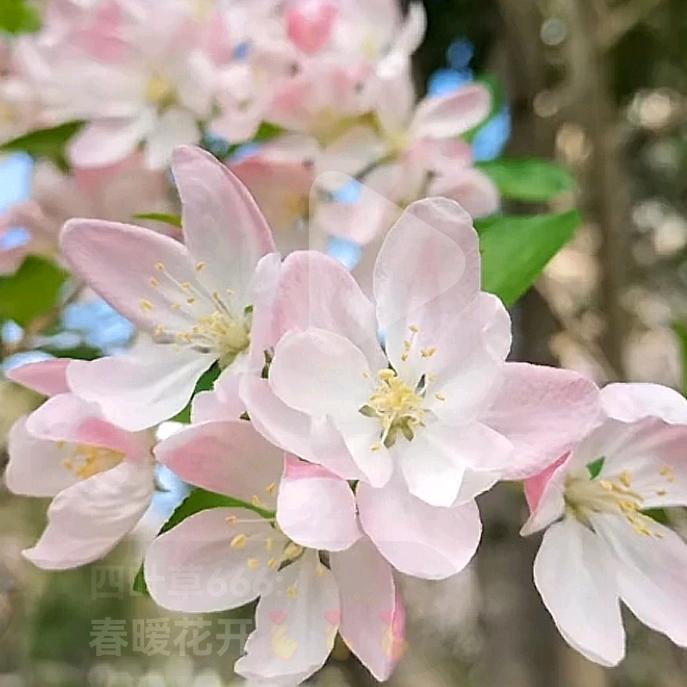 静听花开🌺（有关必回）