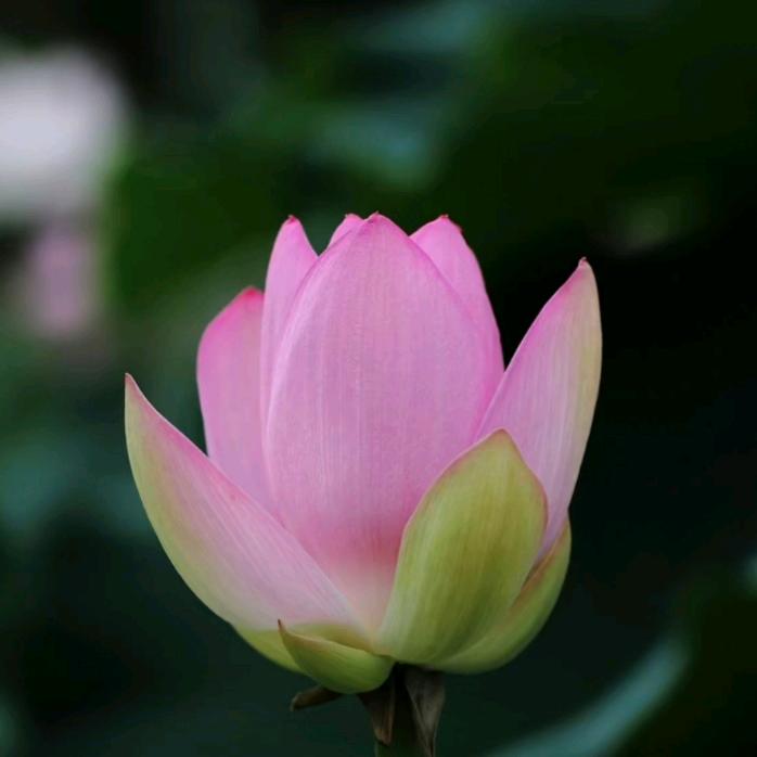 娜塔莎俄货珍品