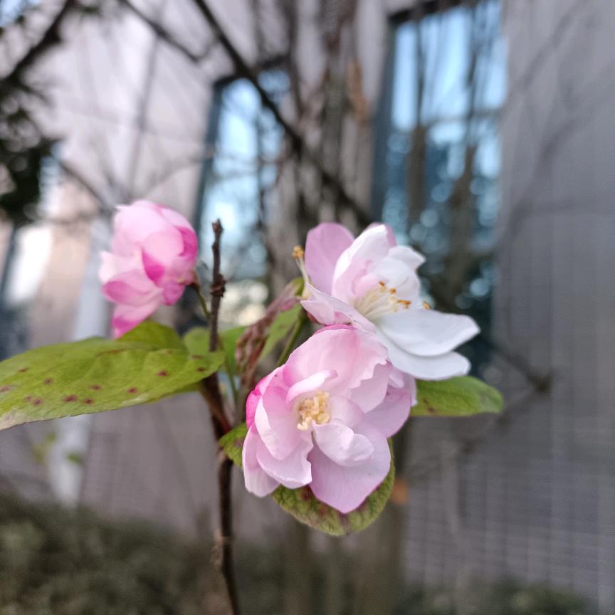秋叶♥海堂