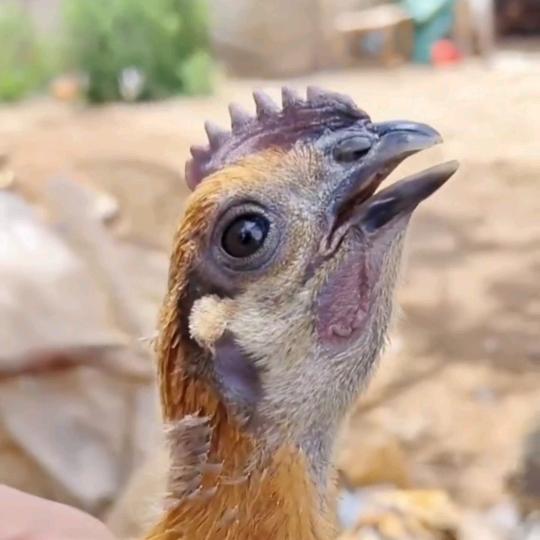 小雨养殖鸡鸭鹅