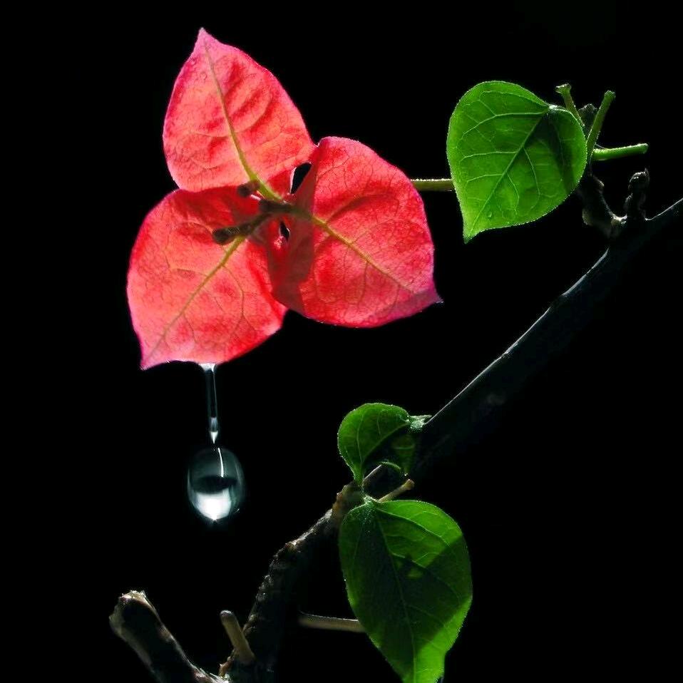 漳州水水三角梅园艺