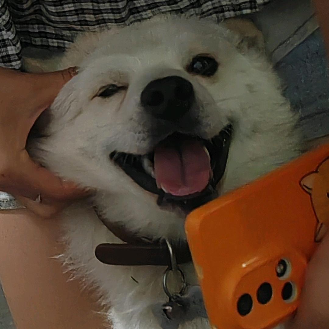 任一星(见过任嘉伦版的)