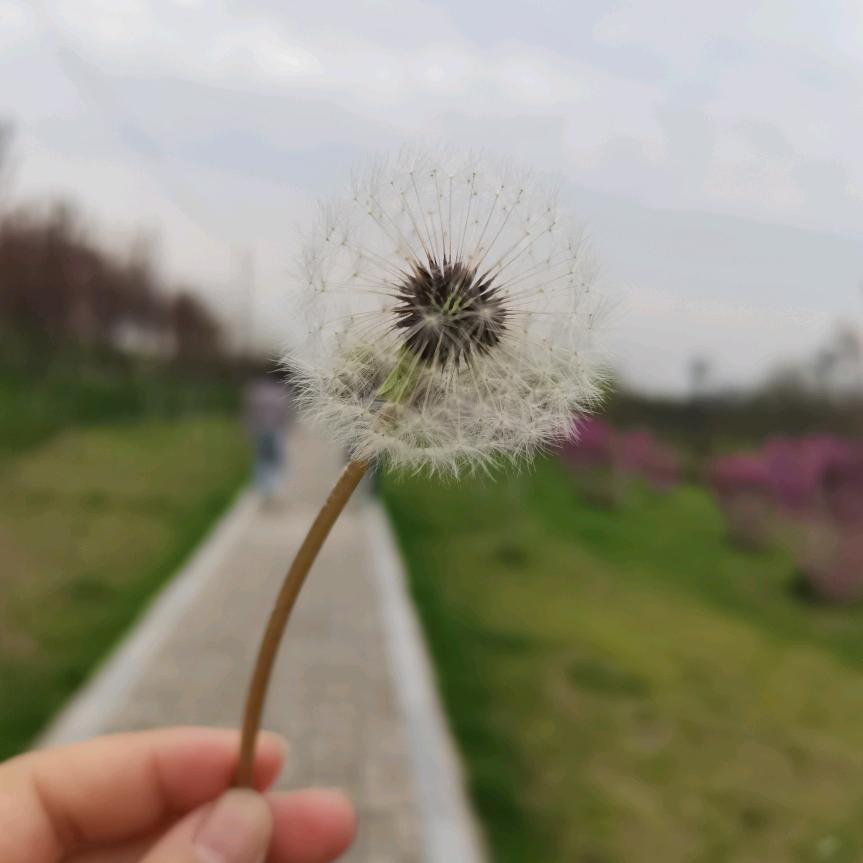 美好的青春