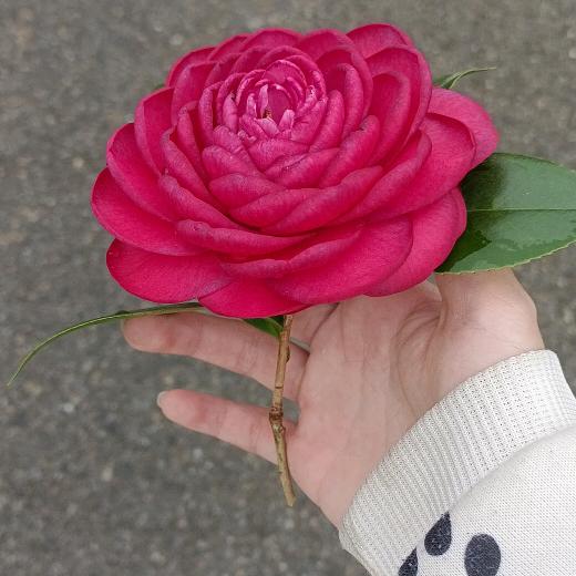 一帆风顺