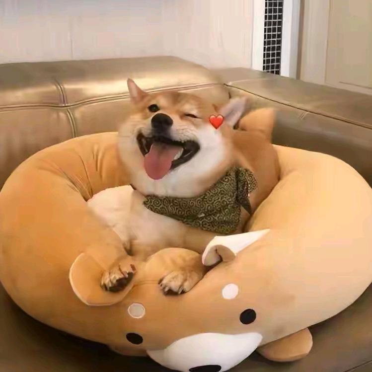 萌宠攻略