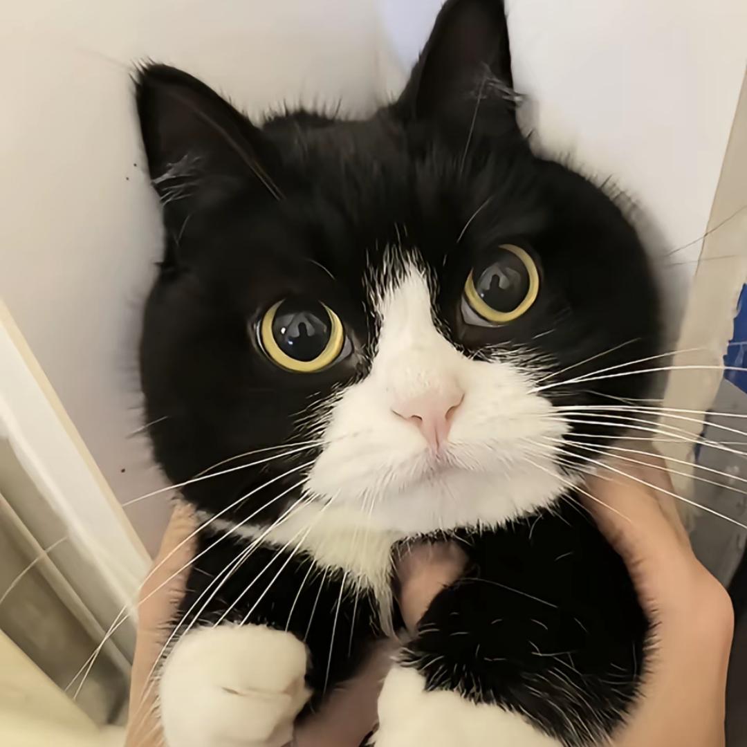 胖虎跑刀（三角洲行动）