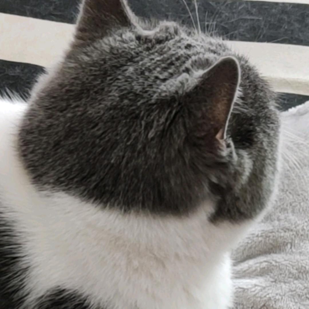 汤饭加点咸豆角