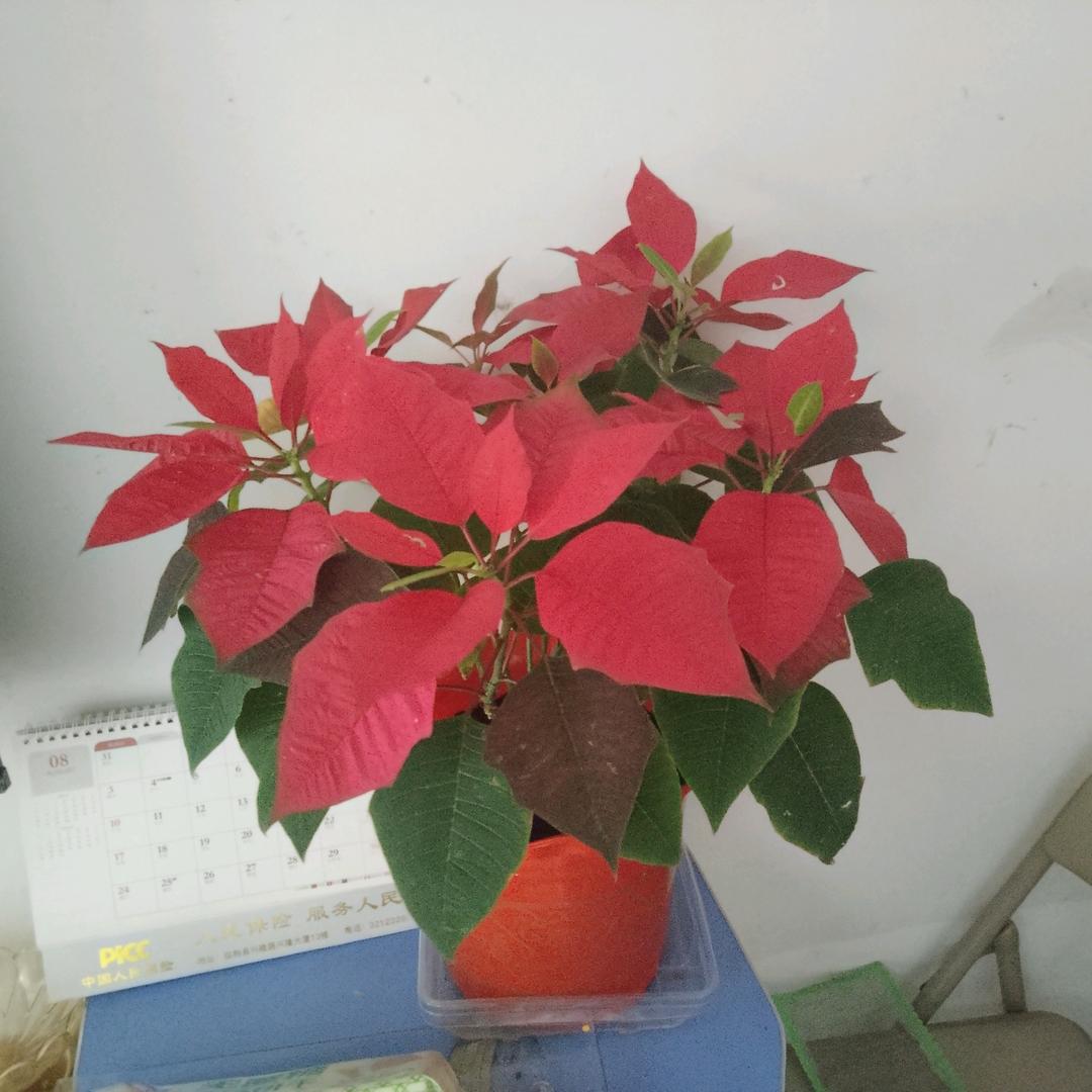 小向日葵🌻🌻