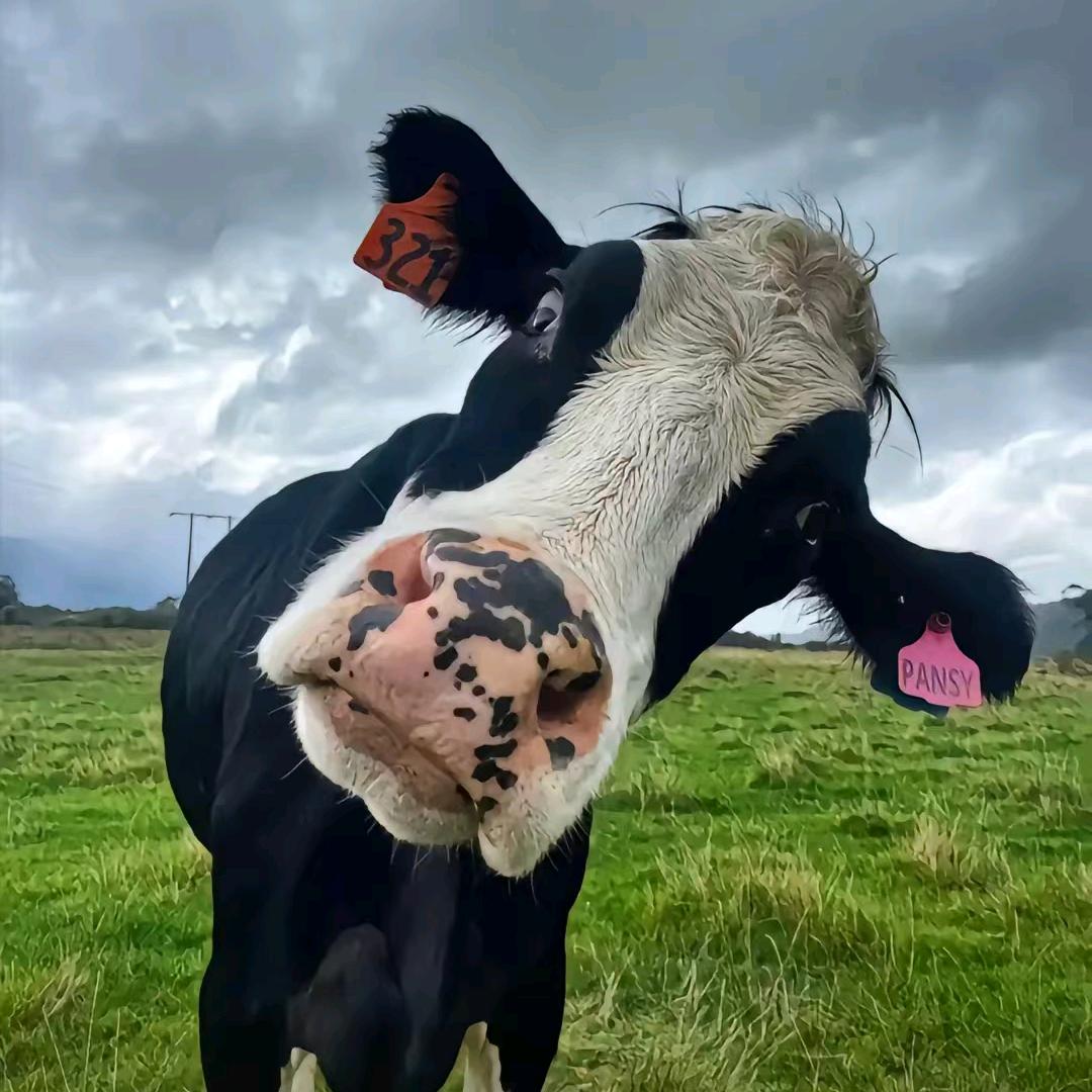 贩牛人🐂【小黄】