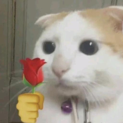 叮咚💓