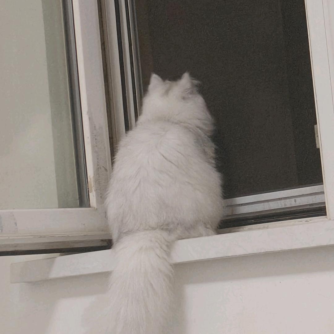 何人偷我的猪