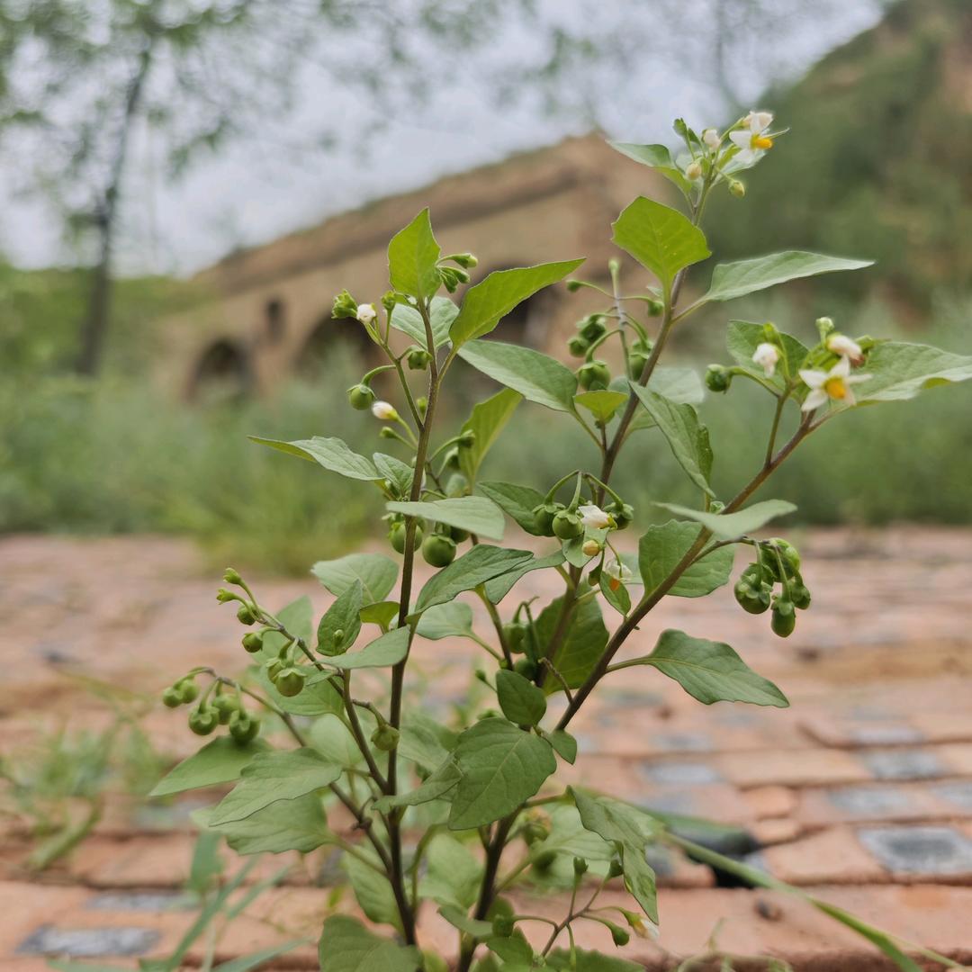 心安便是归处丶