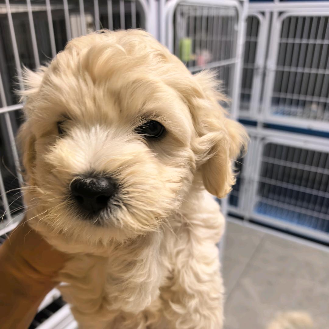 盈宠宠物直播号