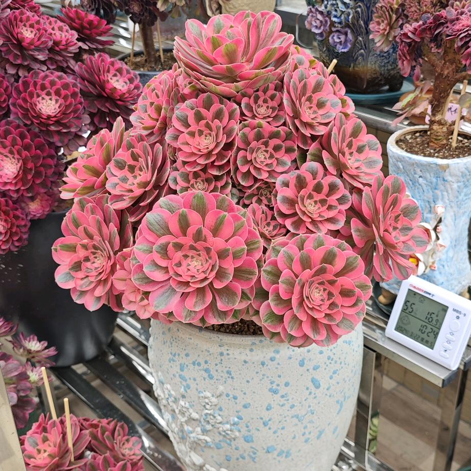 来研究家居