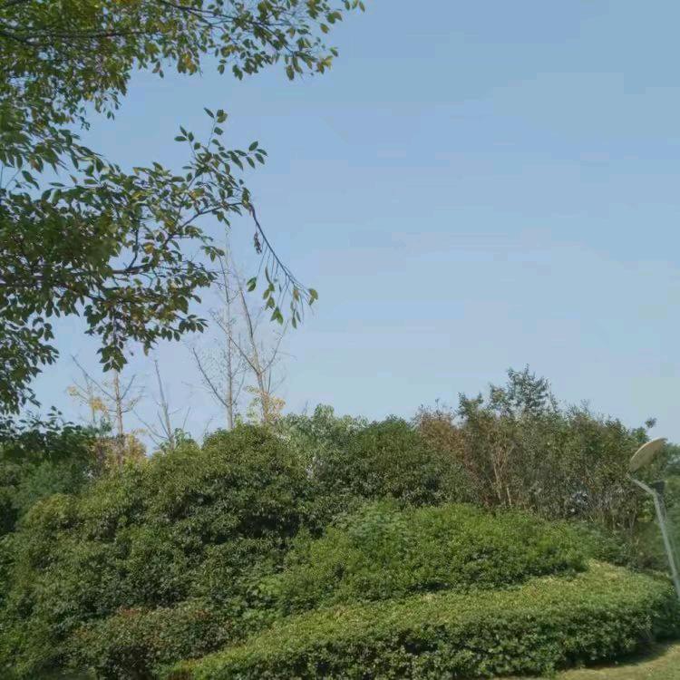玉明
