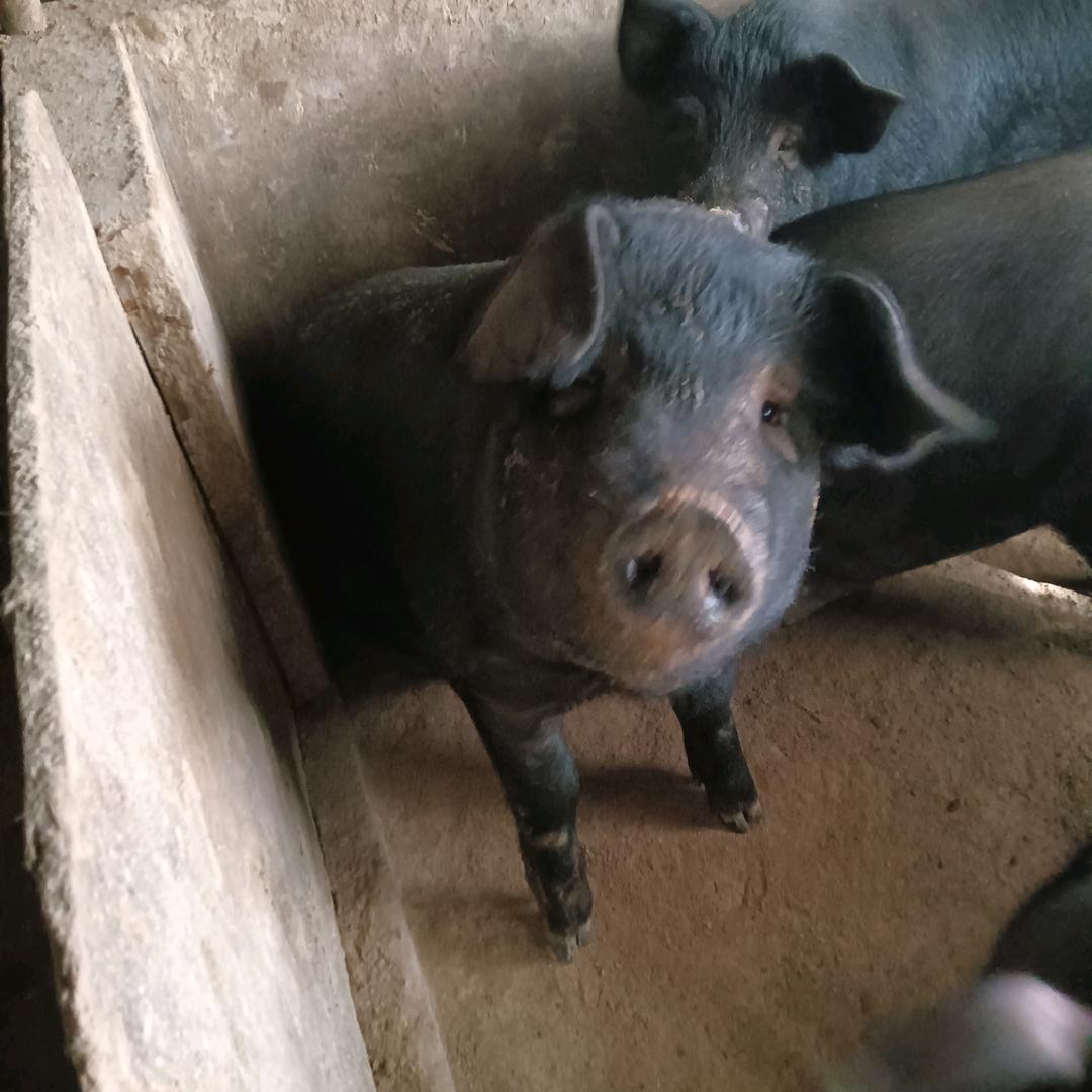 国安，家庭农场黑土猪1775661701