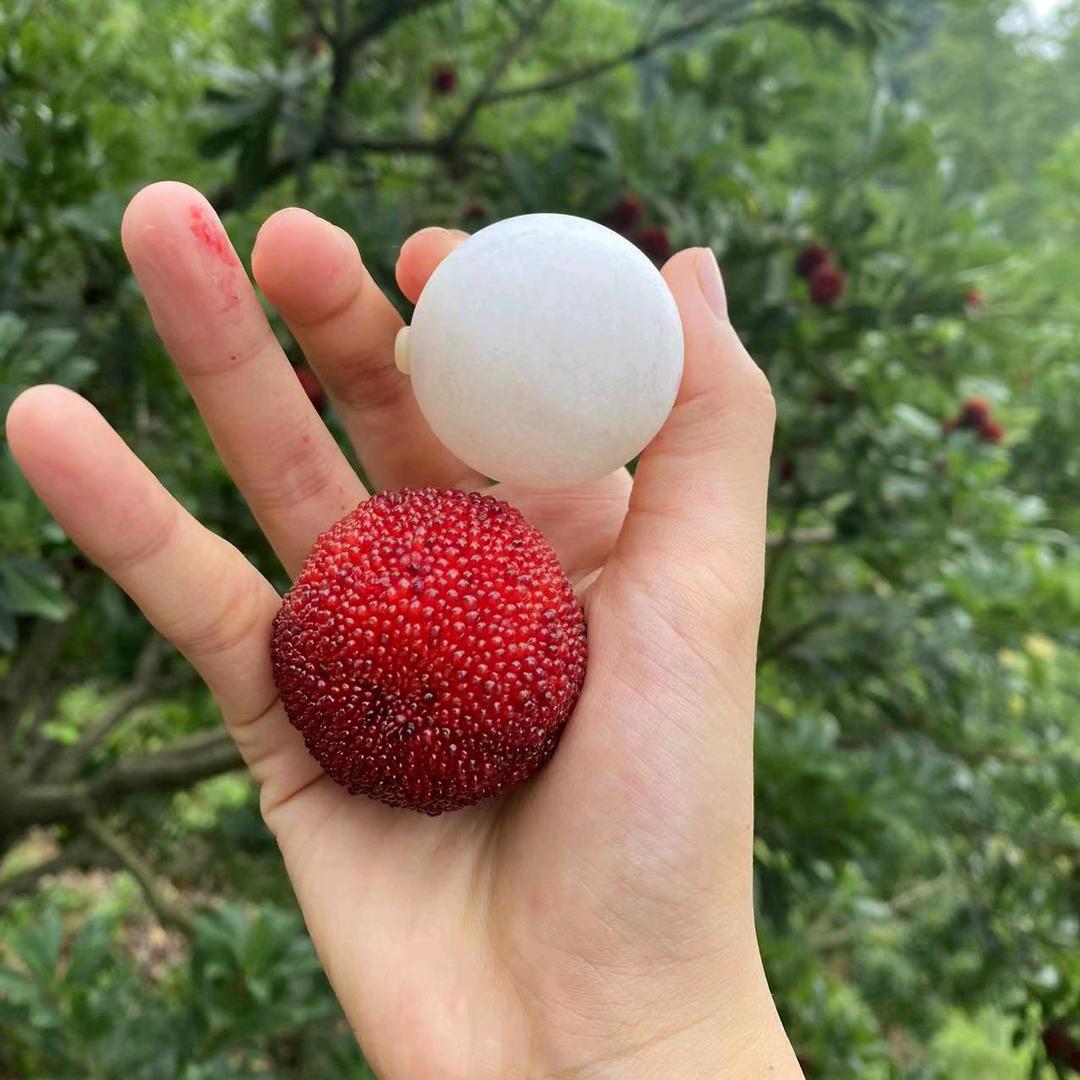 海滨杨梅