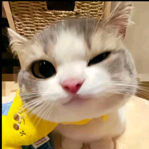 青茨