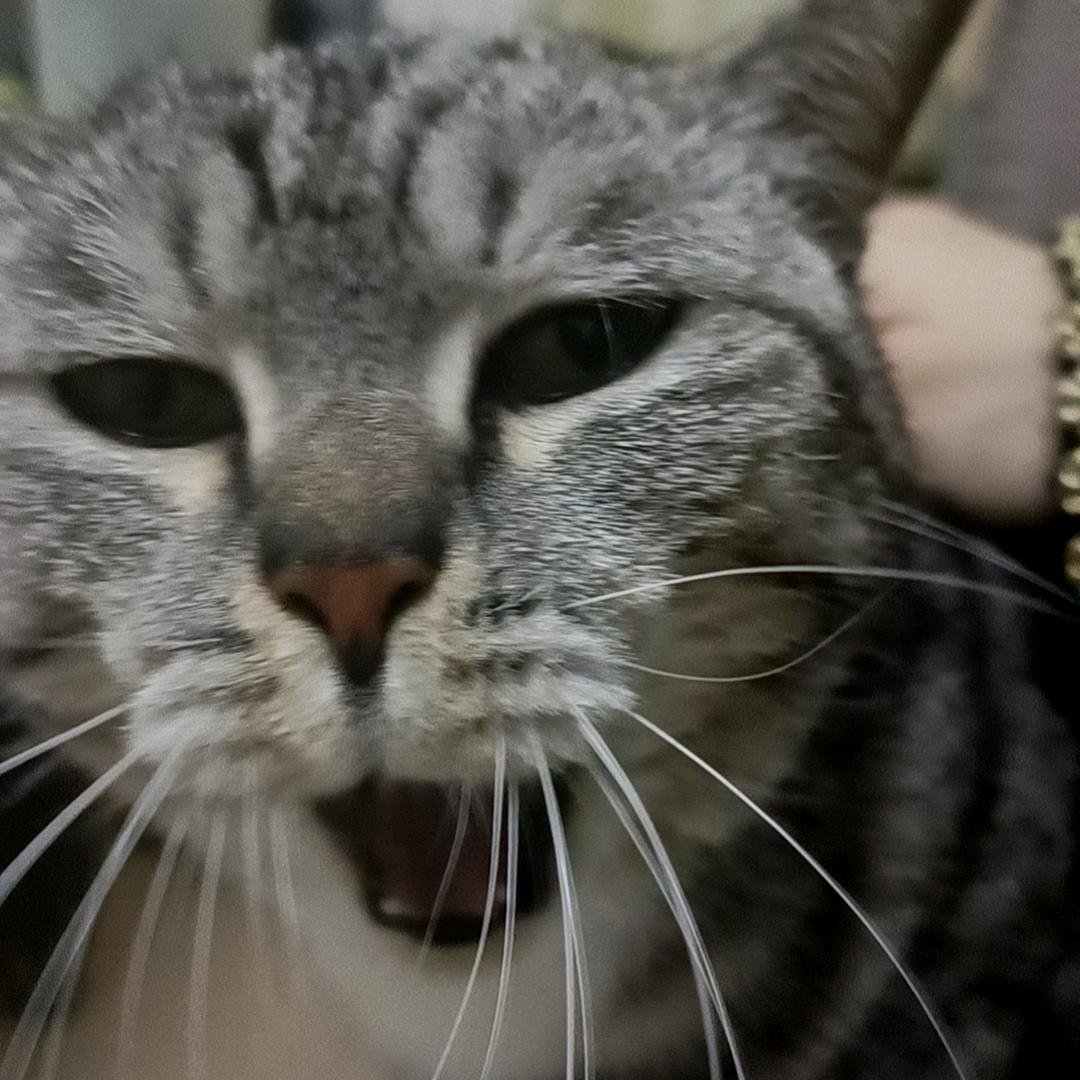 kiki猫