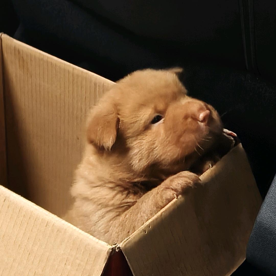 家有田园犬白狼（土松）