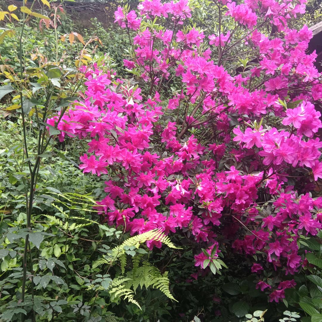 花🌺上的露殊