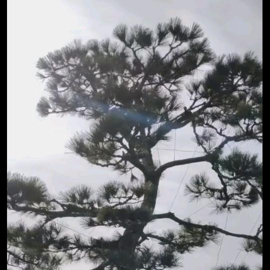 松柏造型树种植大户