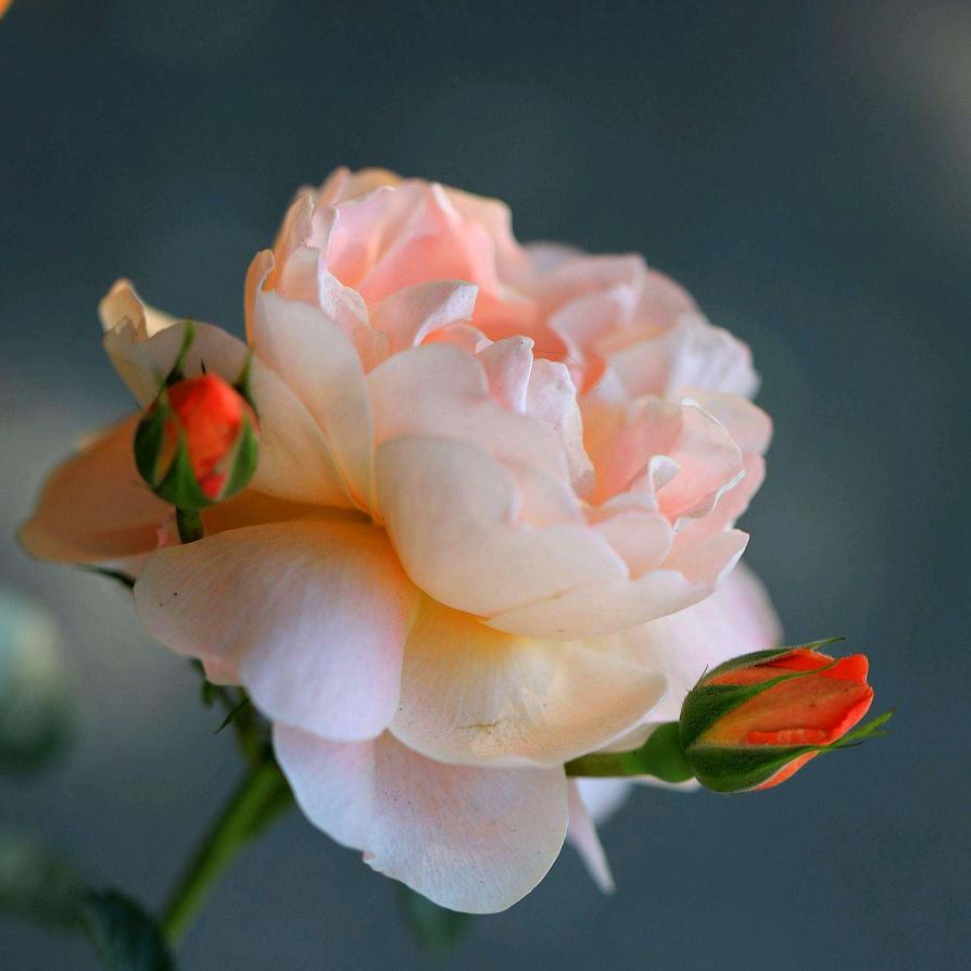 春暖花开好睡眠