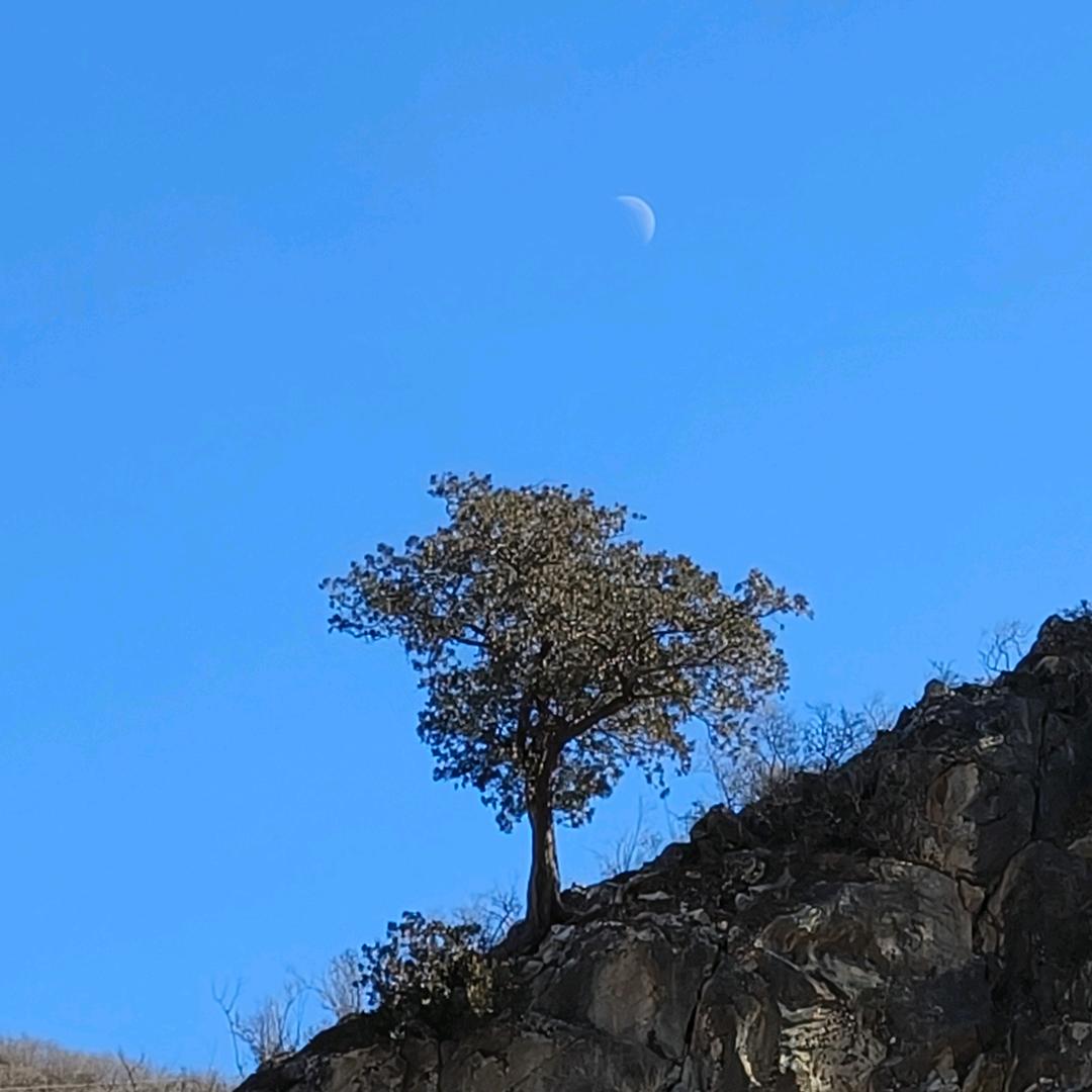 农业奶酪