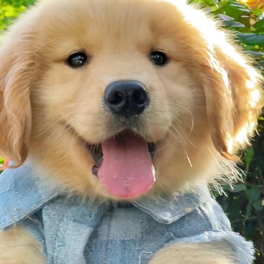 草履虫开着拖拉机撞死了迪迦凹凸曼