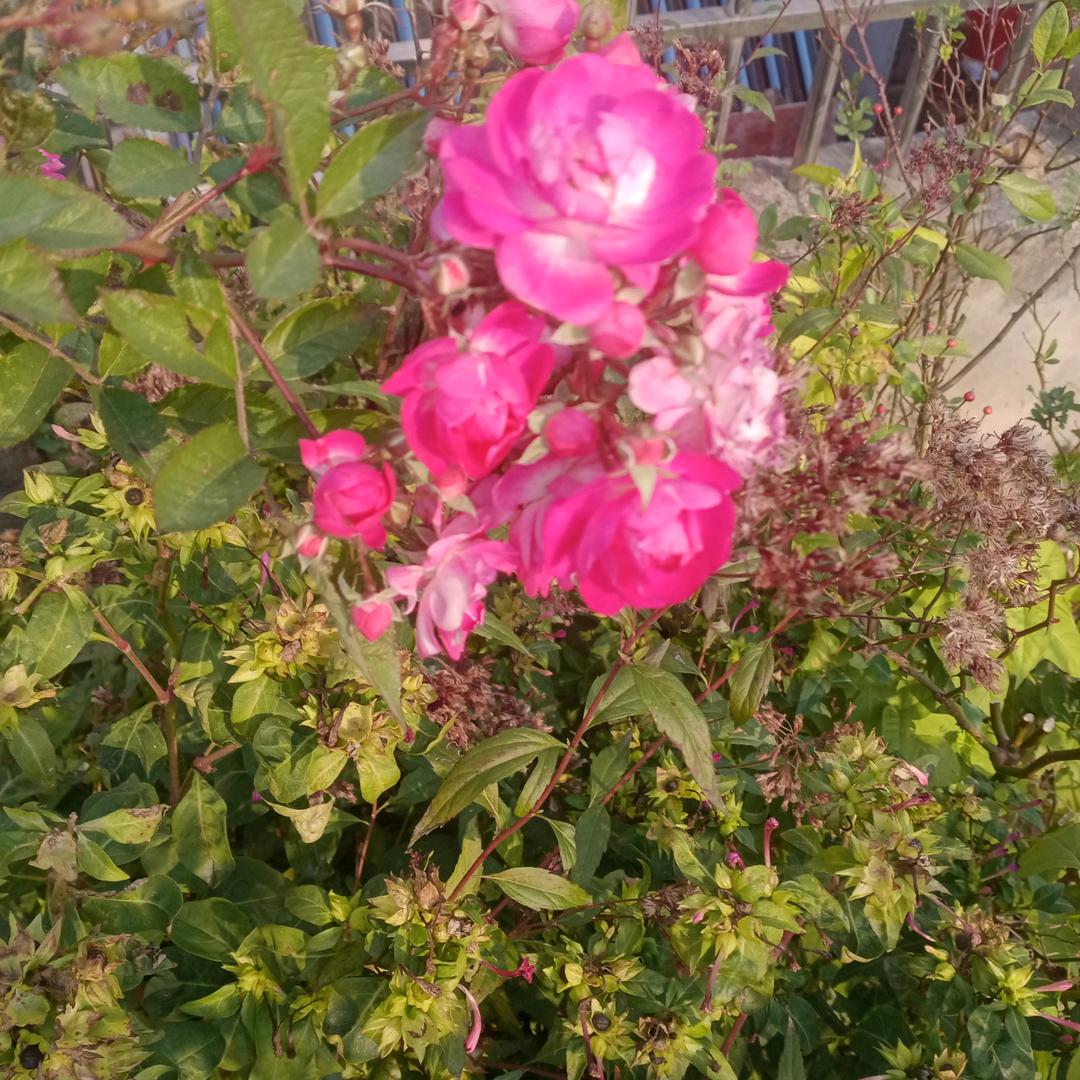 未来是梦