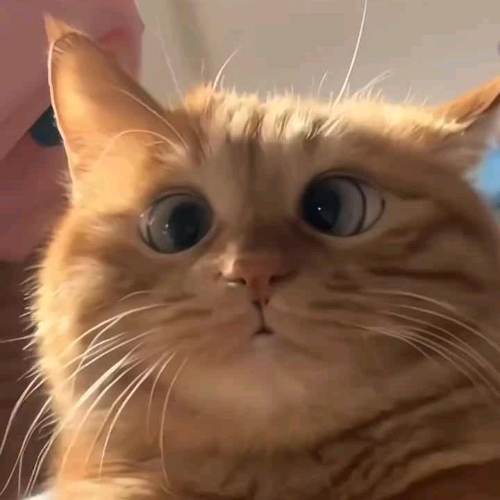 吹散在风中