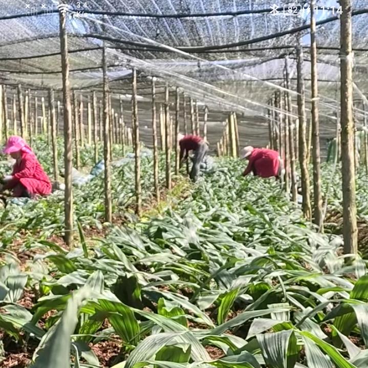 新农人（老唐丿