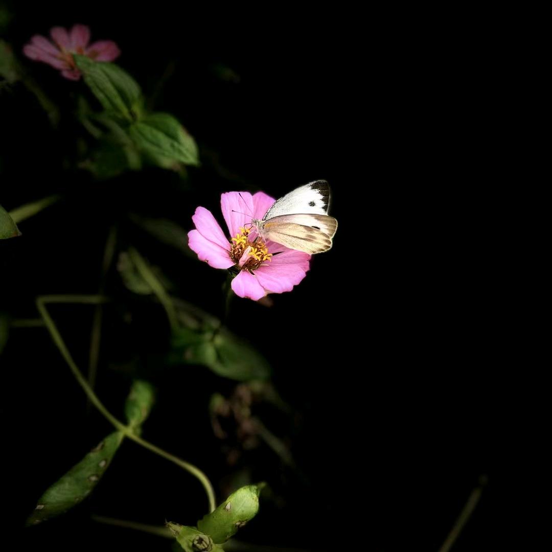 不吃香菜的妞妞