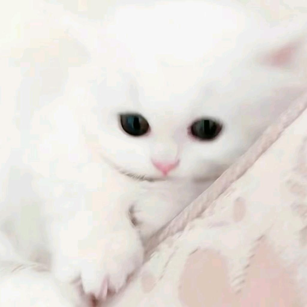 你以为你是谁