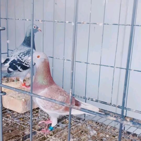养鸽达人