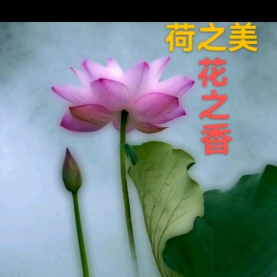 南北水果