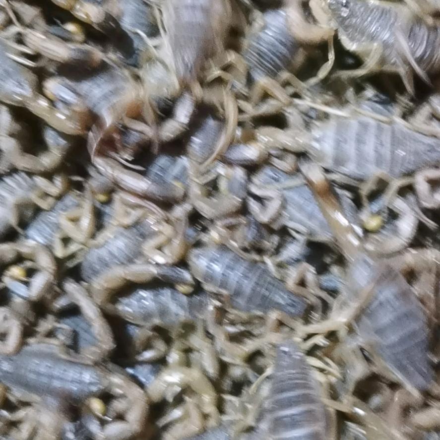 苗建光，蝎子，黄粉虫专业养殖